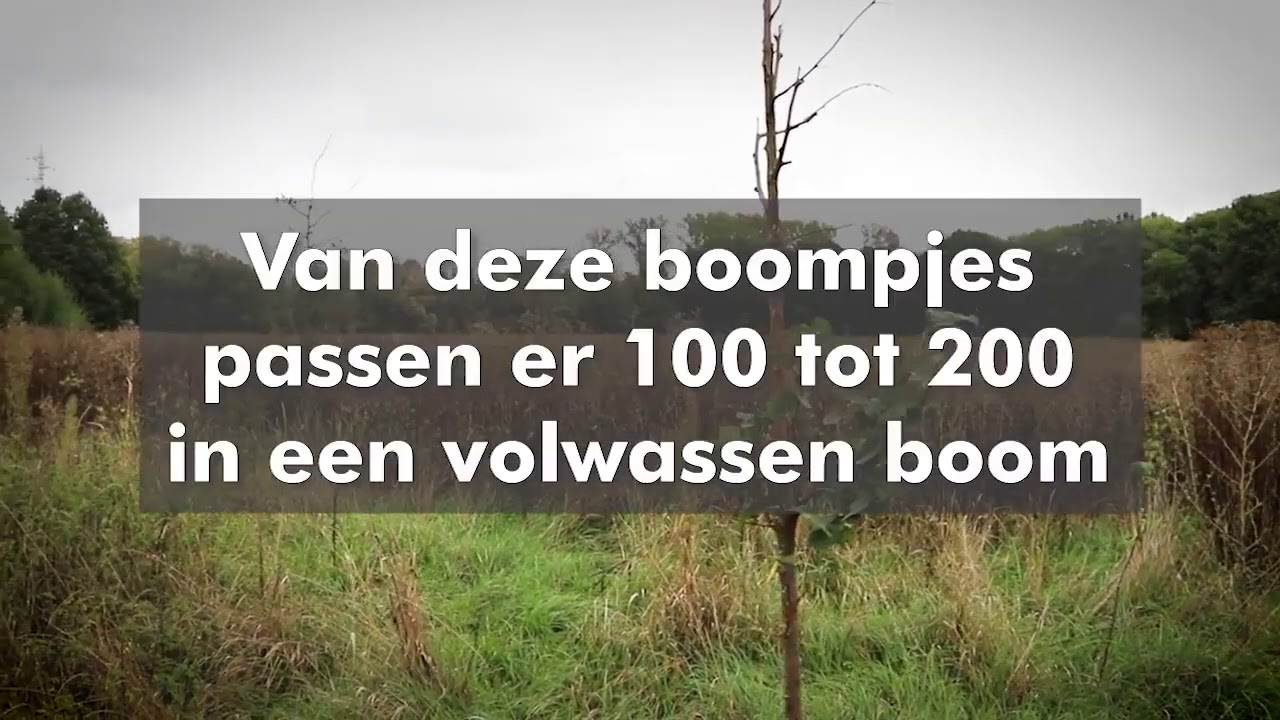 De Bomen Doctrine in Mechelen