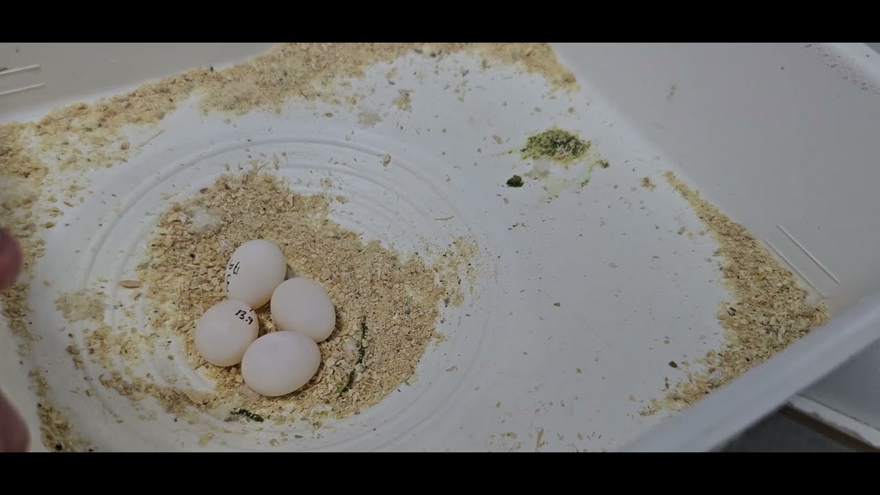 SULTANLAR VE MUHABBETLER YUMURTLADI🤩 YENİ LUTİNO SULTAN EŞLEMEMİZ💛