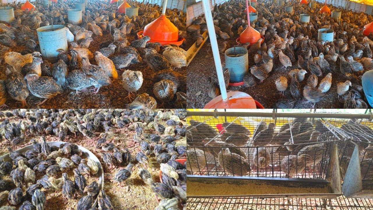 #4 GRANJA BOA ESPERANÇA EM GRAVATÁ PE, CODORNA PARA RECRIA E ABATE