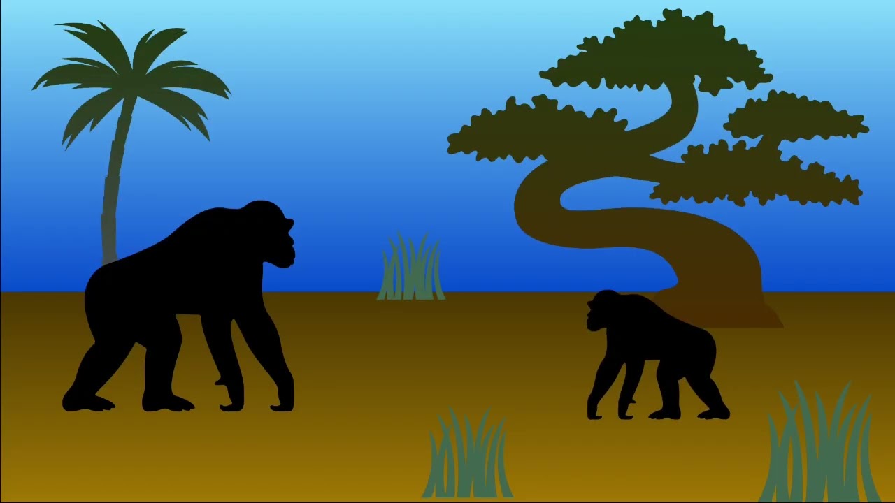 monkey drawing, Gorillas, wild life ,animals videos,...