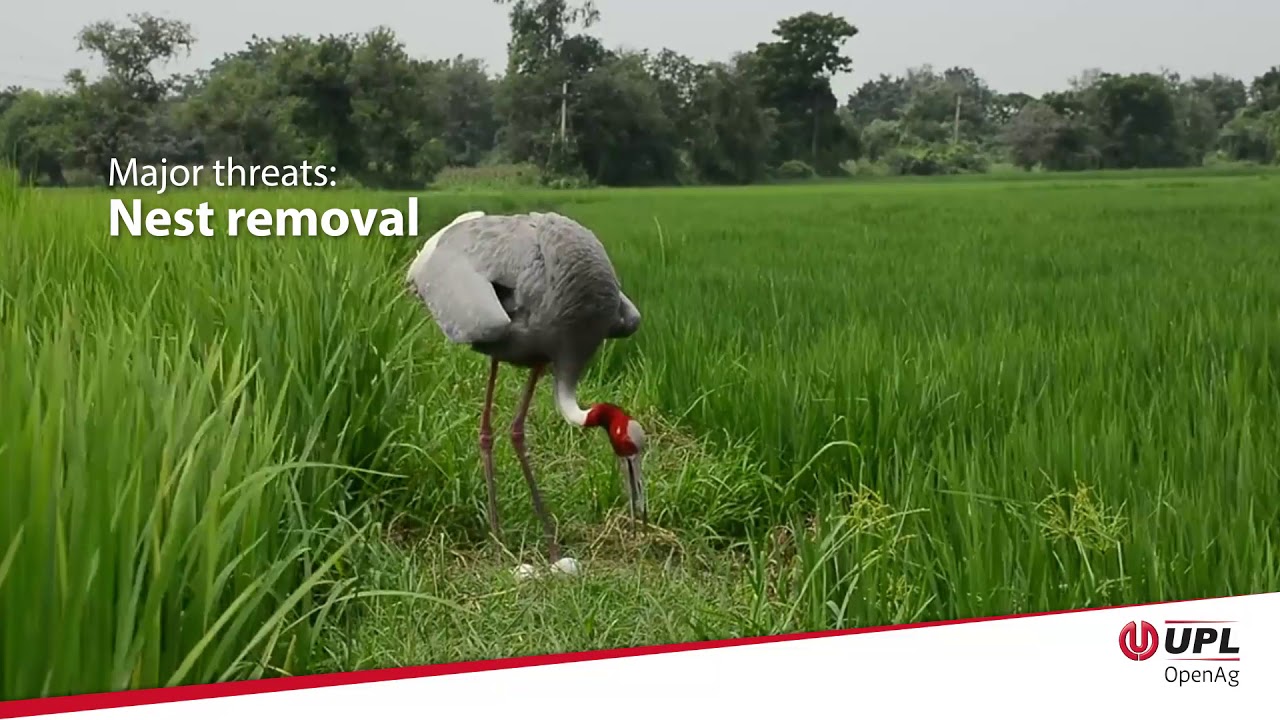 UPL&rsquo;s Sarus Conservation Project