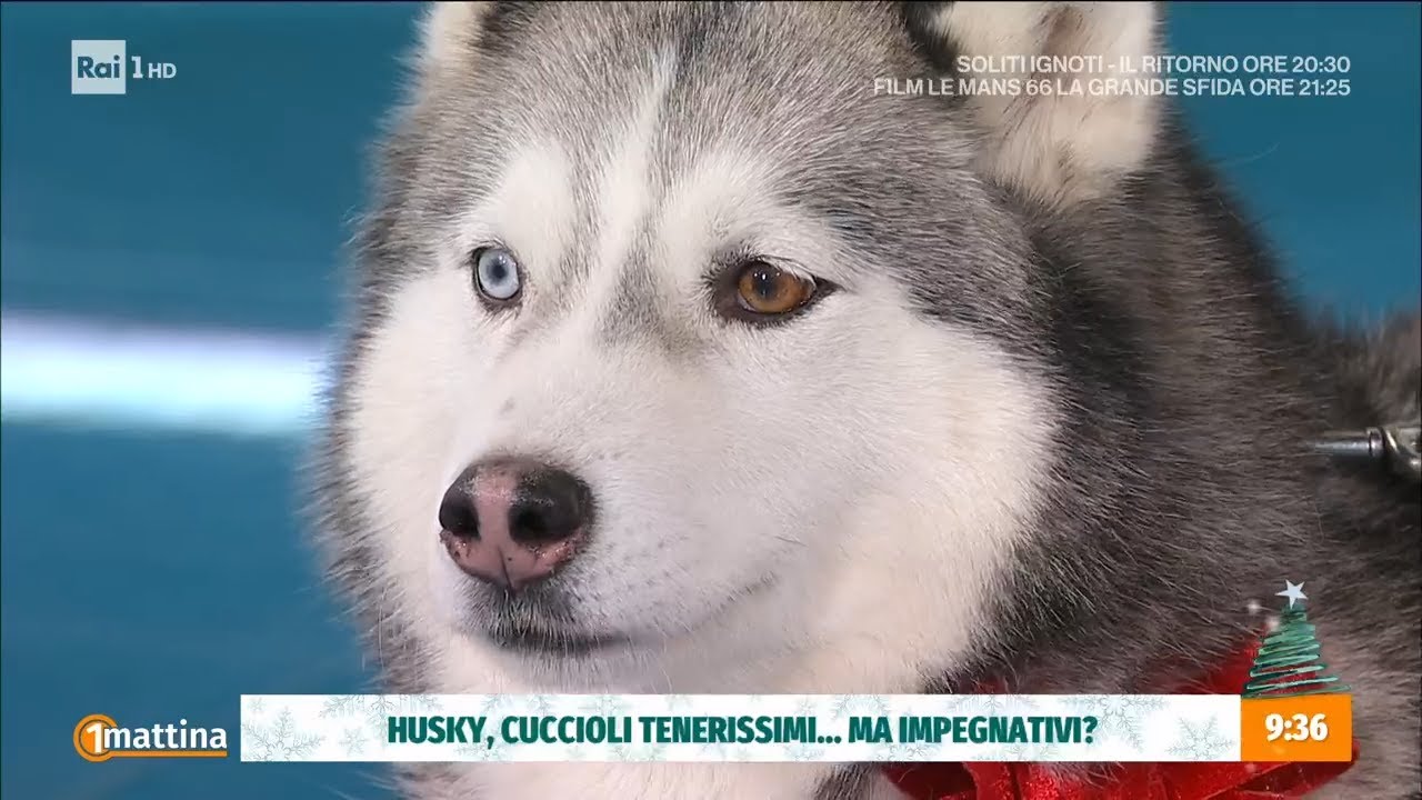 Husky: gli amici di Babbo Natale... - Unomattina - 19/12/2022
