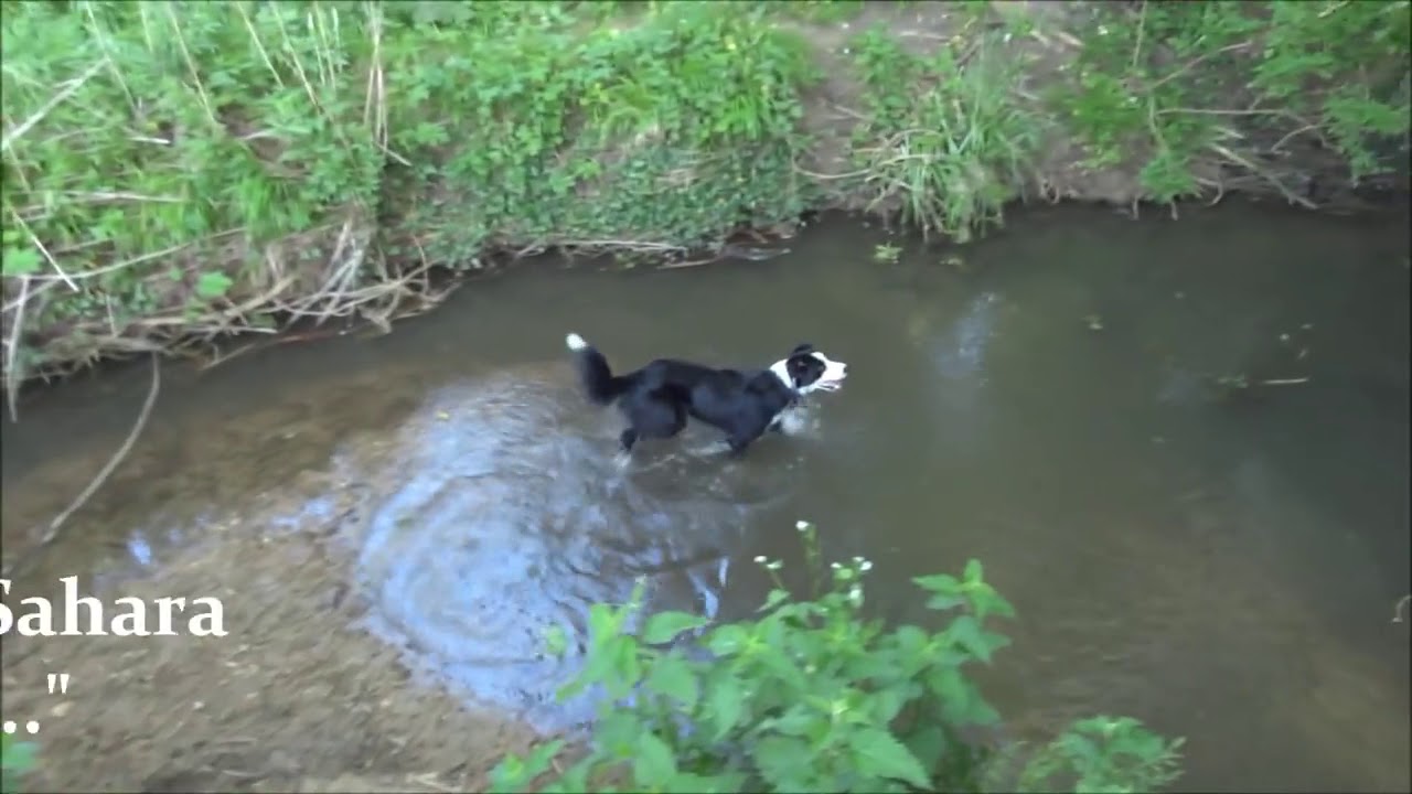 Kong Flyer Juguete Perro