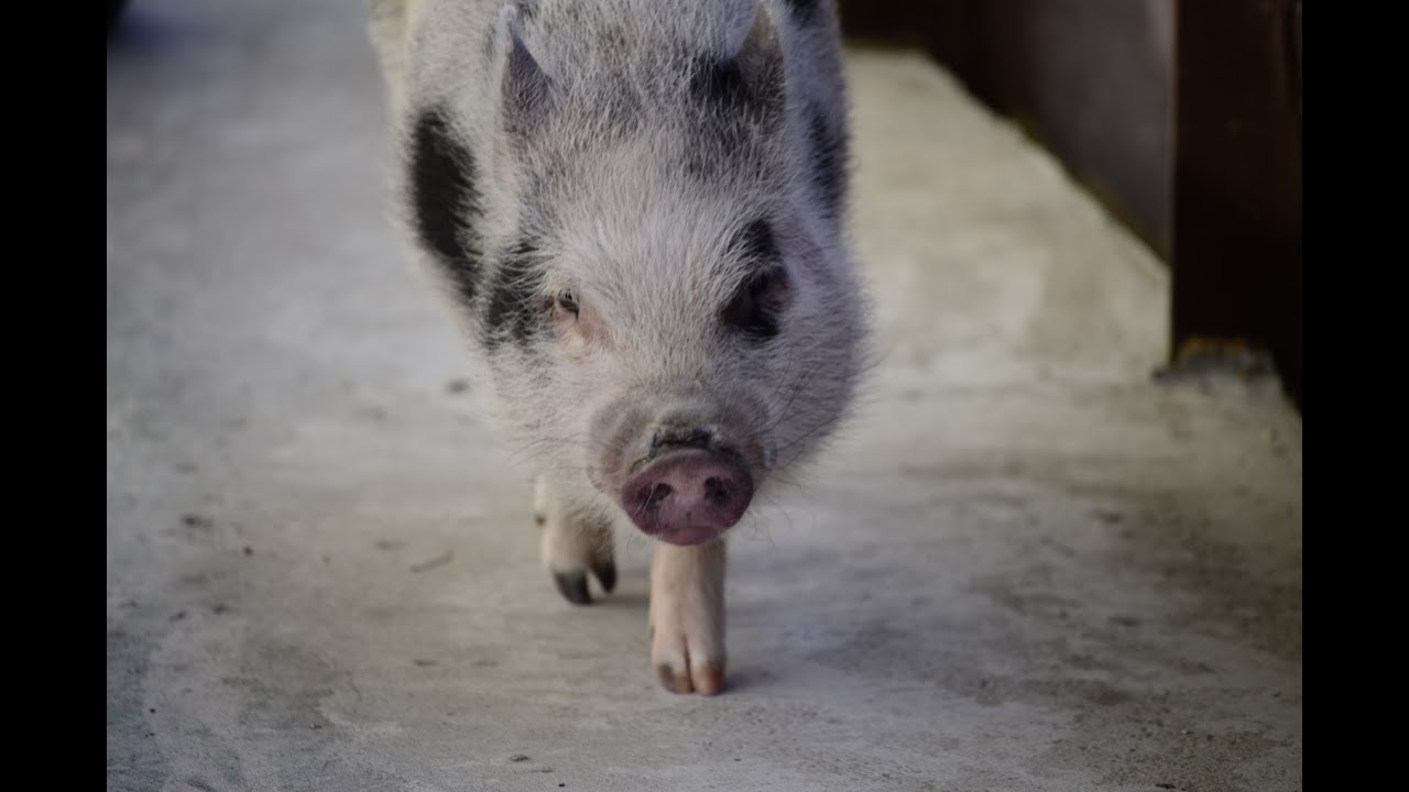 Teaching Your Mini Pig To Fetch