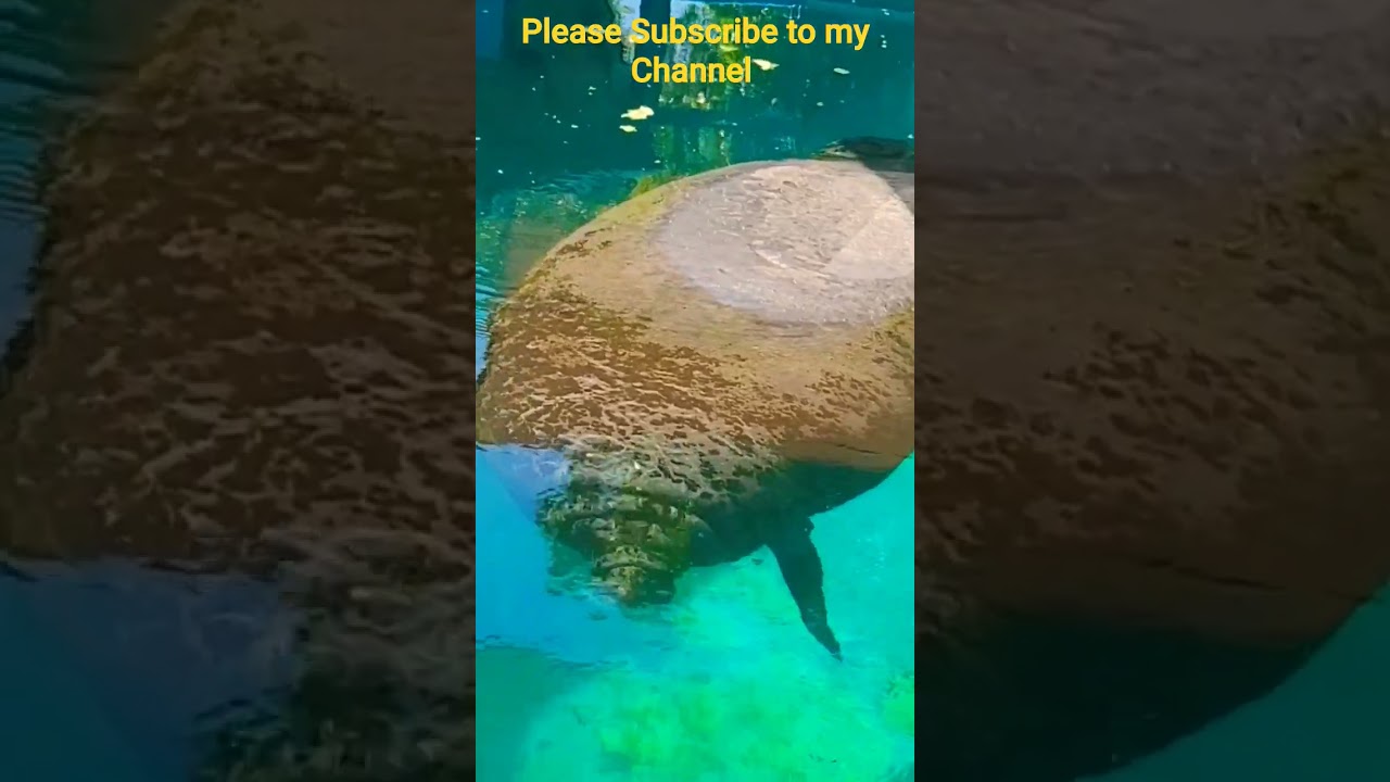 American Manatee Swimming/Sea Cow