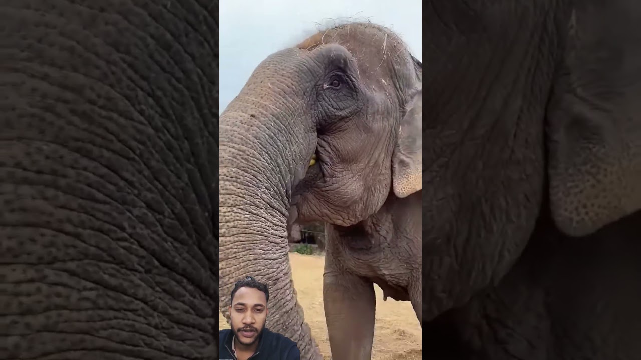 Leader Xixi’s Daily Life Elephants Eat Bananas Changxing Cultural Tourism 