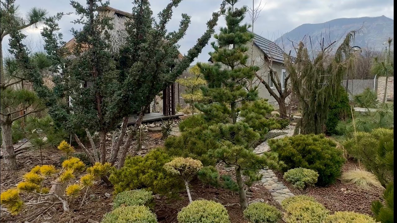 Первый весенний обзор хвойного сада, 22 марта 2026 г