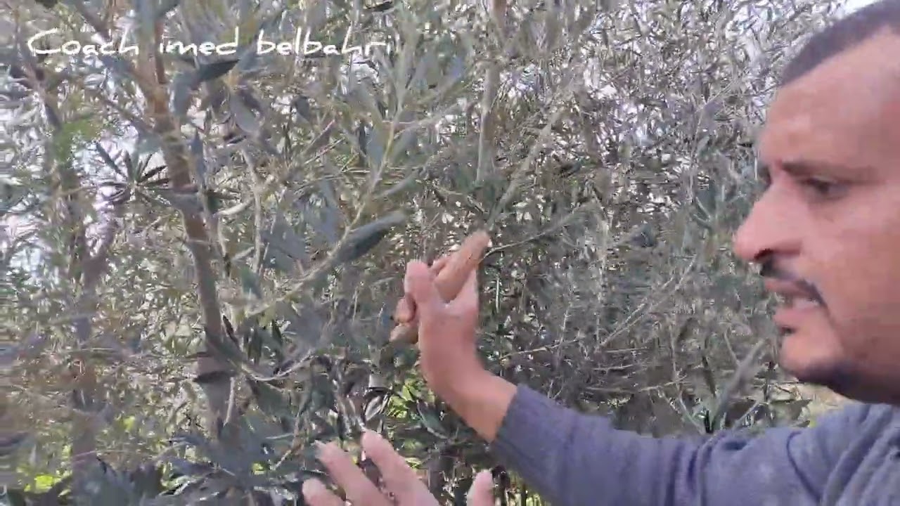 تقليم الانتاج وإعادة هيكلة شجرة زيتون صنف الكرونايكي