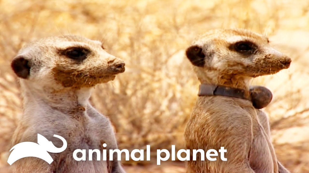 Will Flower's Daughter Be EXILED From Meerkat Manor?! | Meerkat Manor | Animal Planet