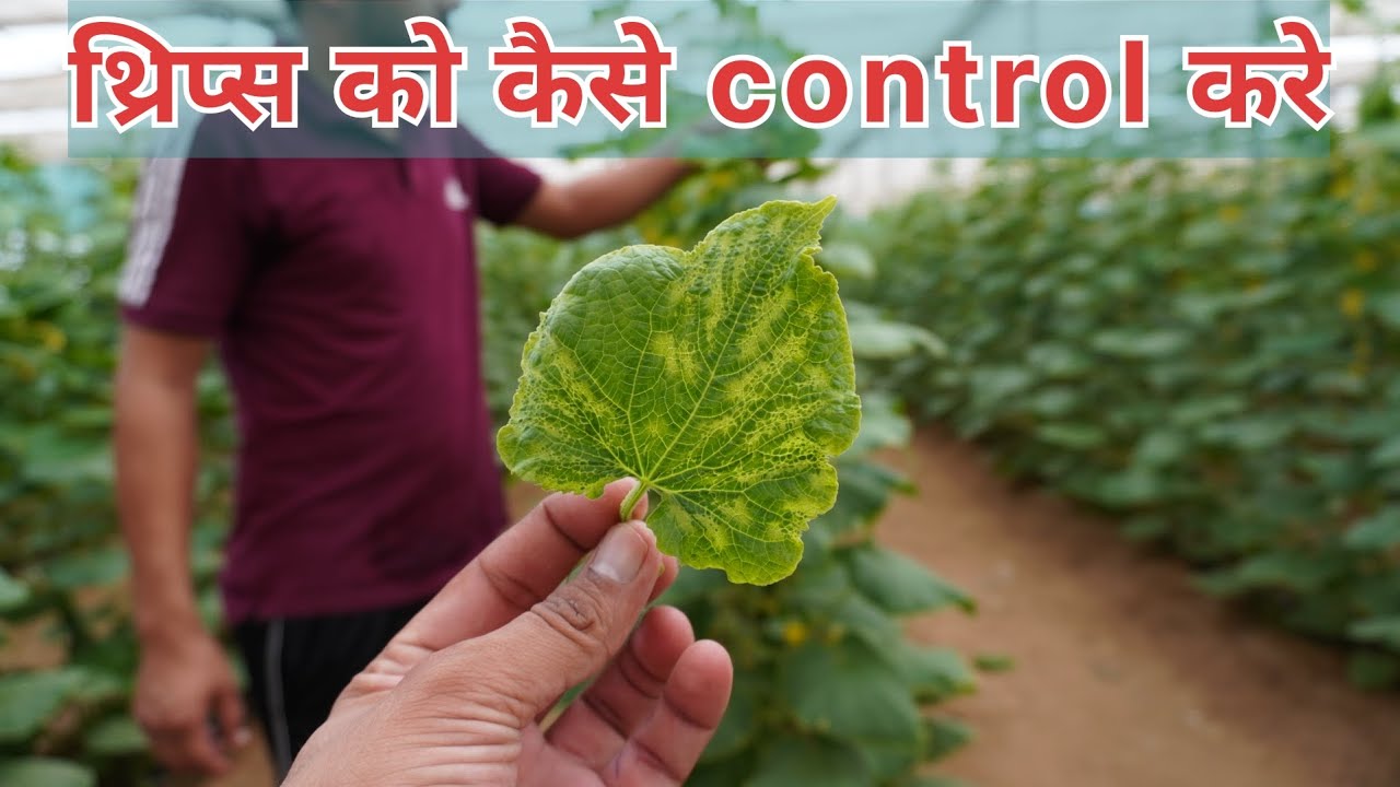 थ्रिप्स को पाॅलीहाउस मे कैसे control करे उसके लिए उचित spray #miniisraelfarmer #farming #agriculture