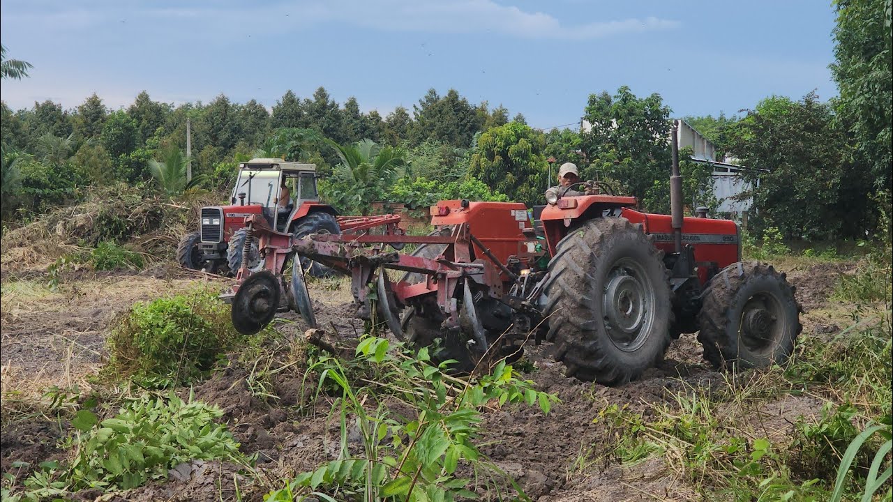 rywew 2 MF MASsay.290&390,cày trồng mỳ cả nhà cùng xem nha