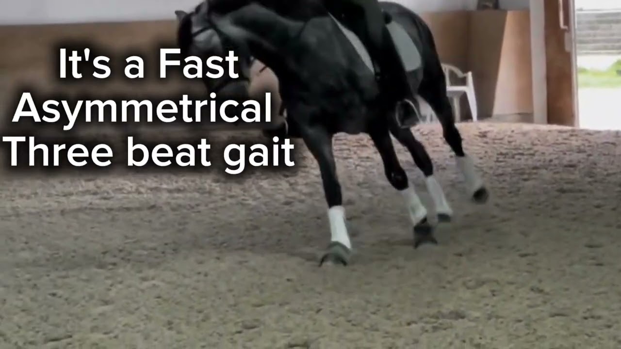 The Horse Gaits| Walk, Trot, Canter, Gallop| Horse gaits explained