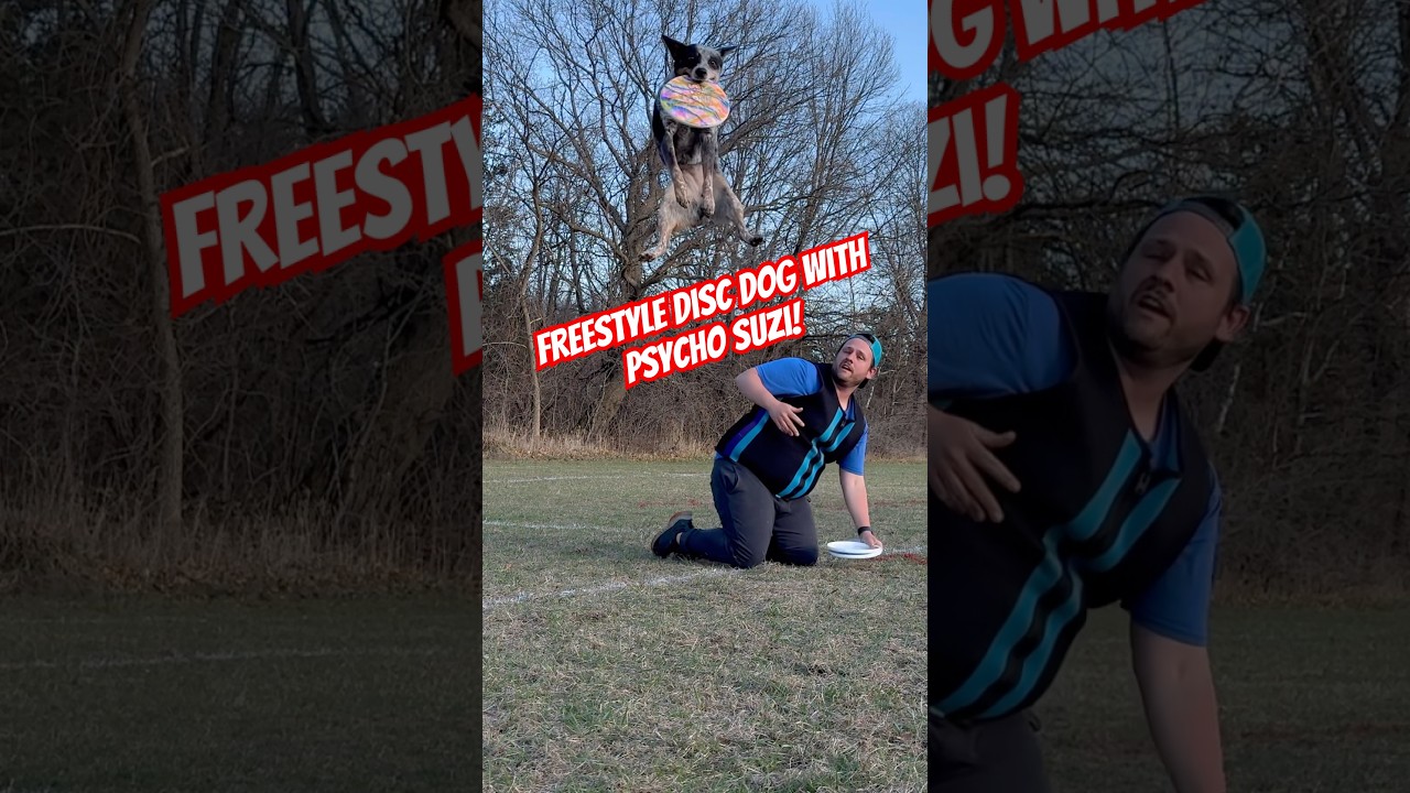 Frisbee dog fun with our cattle dog Suzi! #discdog #frisbeedog #dogtricks #dogshorts #blueheeler