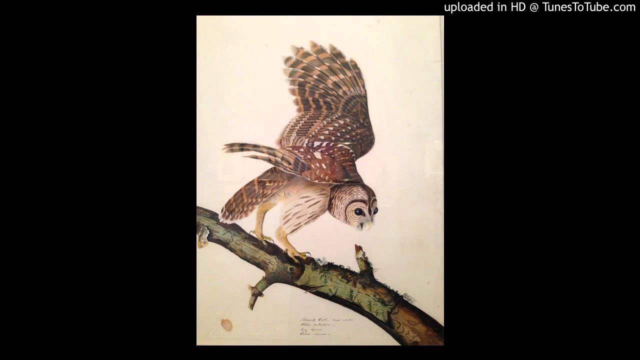 The White Owl