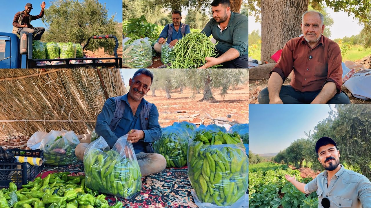 من طبيعة بساتين (دشتي شديان) ألتقيت بالفنان في الزراعة والغناء التراثي (الخال رشو)