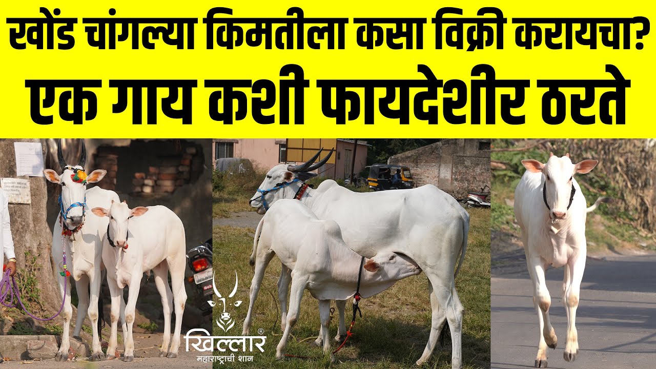 खोंड चांगल्या किमतीला विक्री कसा करायचा? | Khillar Maharashtrachi Shaan 2023