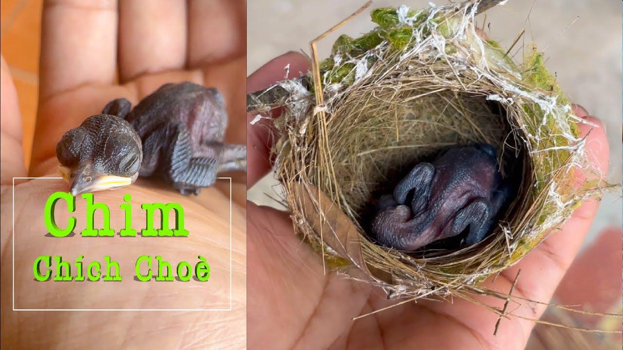 Chăm Chú Chim Chích Choè Vừa Mới Nở - Yêu Chim Cảnh
