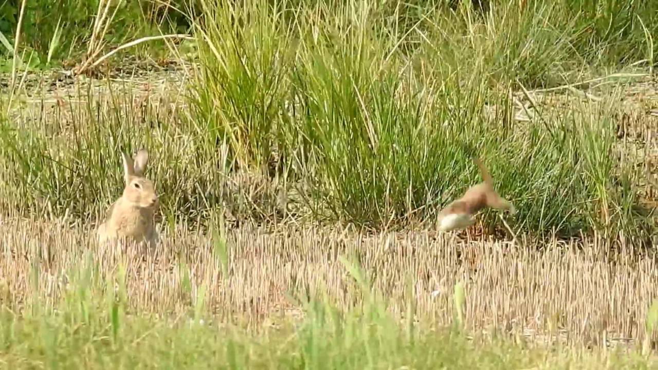 Stoat & Rabbit (1)