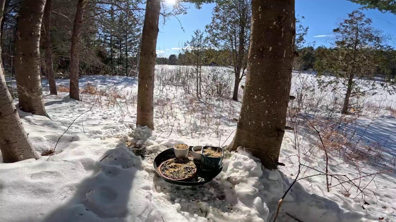 February Squirrel 🐿️ and Sun 🌅 2026