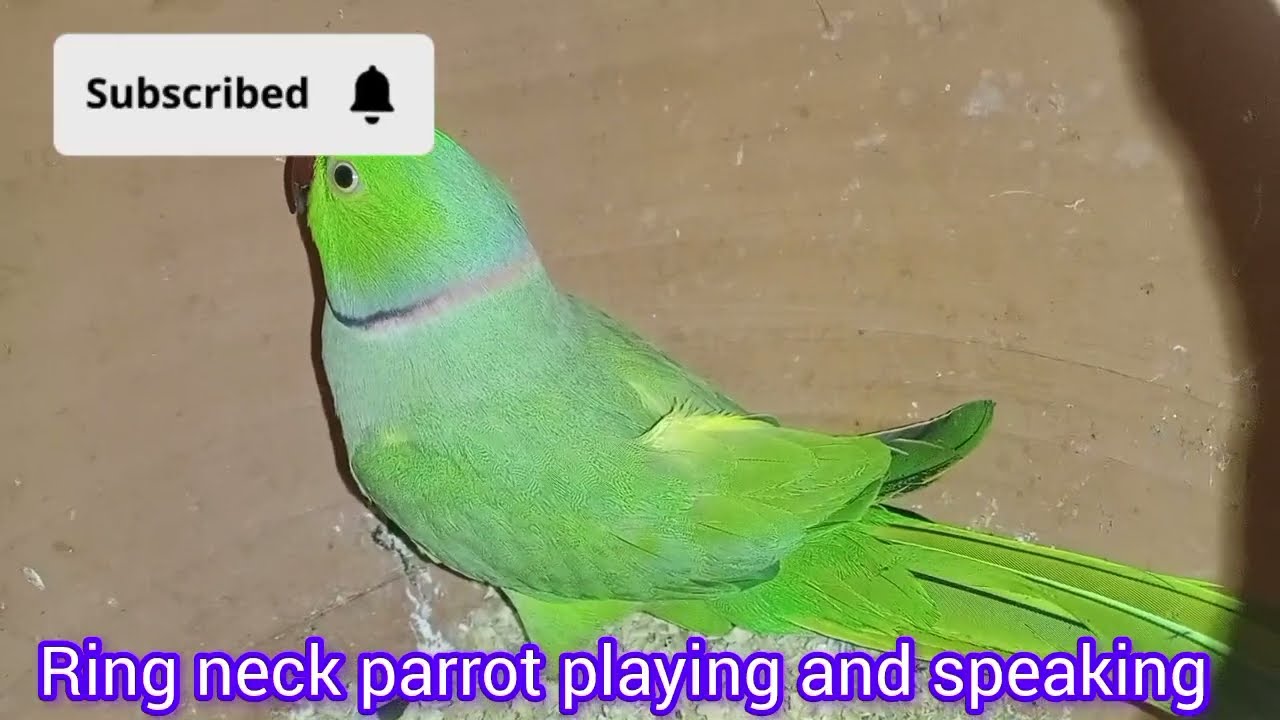 Parrot Talking and Playing with Jack | گرین پیرٹ کی باتیں اور مستیاں