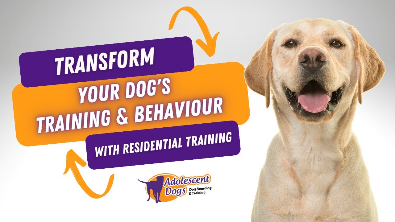Transform your dog's training & behaviour with residential training