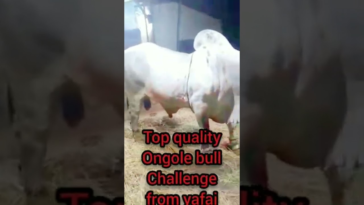 top quality Ongole bull in Hyd | esa yafai challenge to all Hyderabad bull lovers | biggest bull