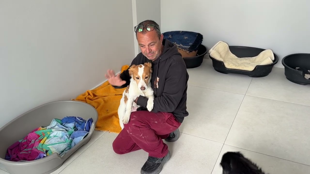 First Abandoned, Then Hit by a Motorbike 😢 Now She's Safe - Takis Shelter