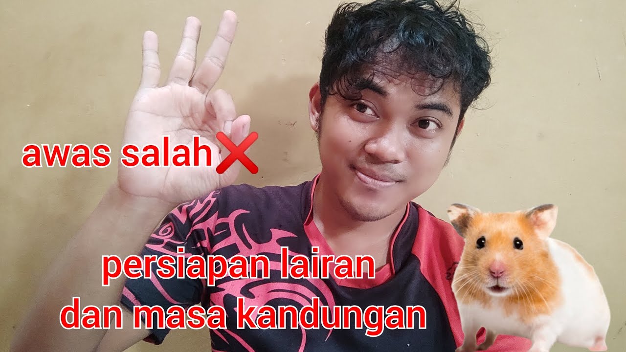 masa kehamilan hamster dan hal-hal yang harus diperhatikan ketika lahiran!