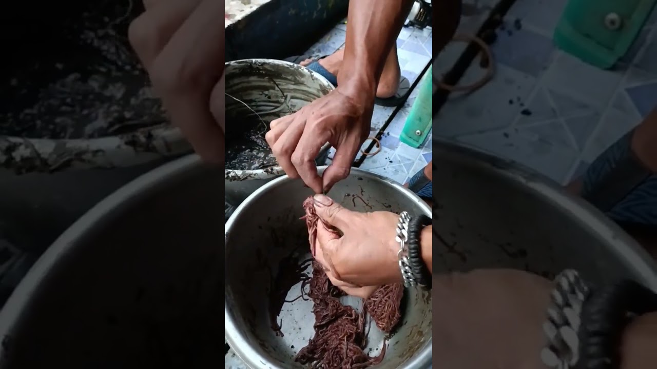 CARA CEPAT PAKAI UMPAN CACING LUMPUR GT LELE #fishing