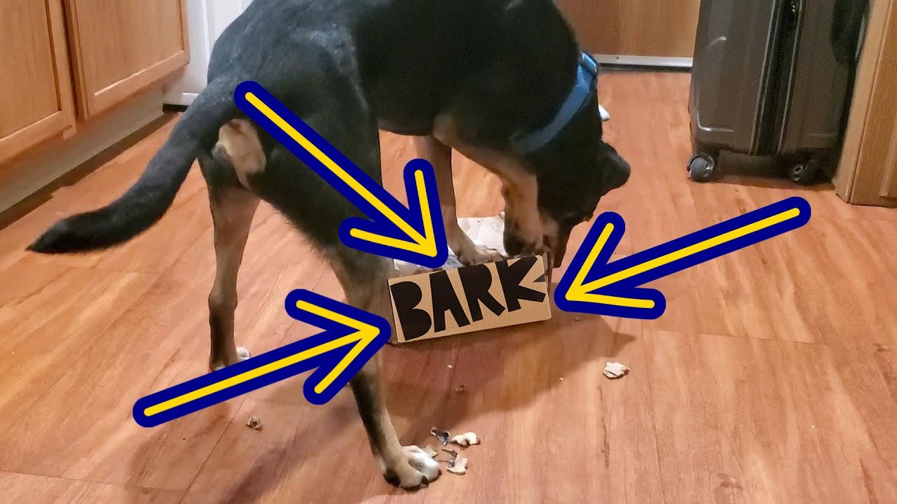 Jester Unboxes His Doggone Fishing Bark Box From August 2021!