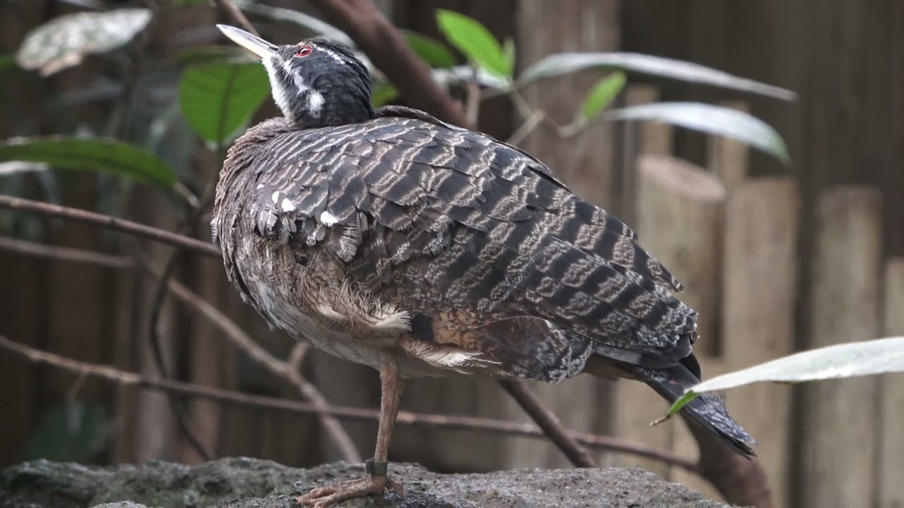 Birds Tropical Realm Chester Zoo