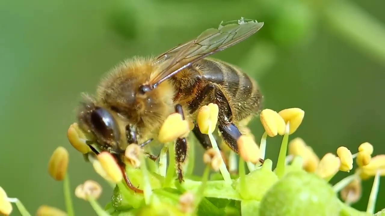 Gentle Nature Time | Birds, Bees and Butterflies 🐦🐝 🦋 