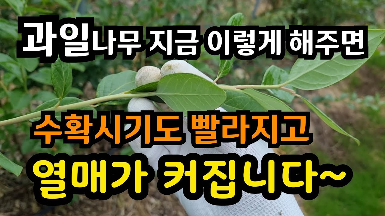 블루베리나무 지금 이걸 해주면 수확 시기도 빨라지고 열매가 커집니다#전원생활#귀농귀촌#과수원#유실수#과일#시골#텃밭#정원#시골브이로그#블루베리키우기#블루베리냉해방지#블루베리동해방지
