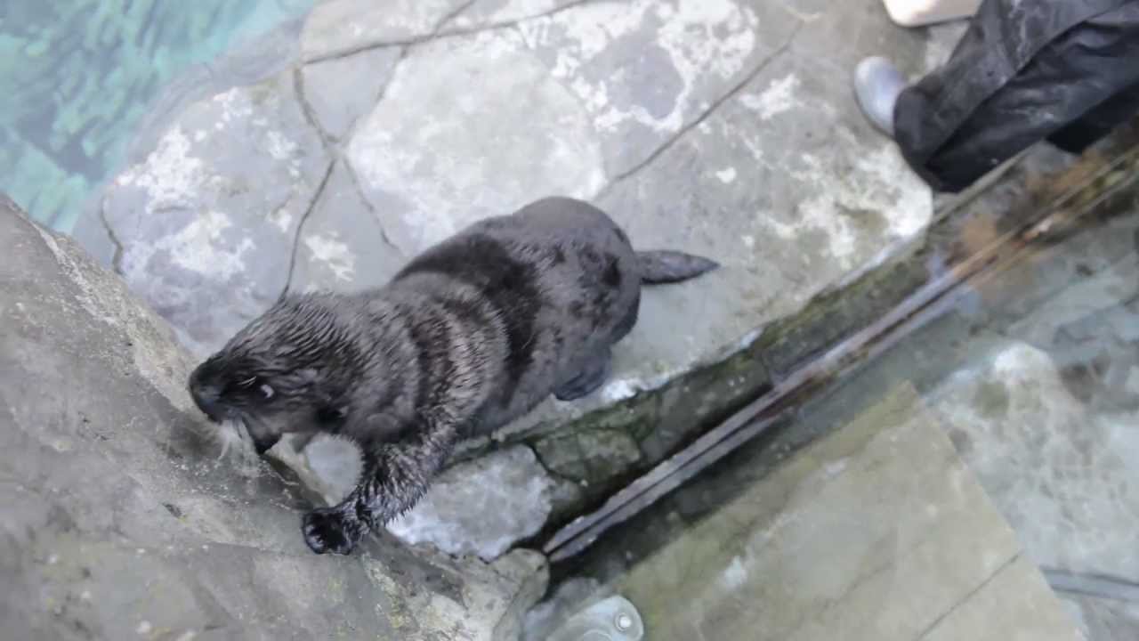 Alaska otter finds a new home at the Vancouver Aquarium