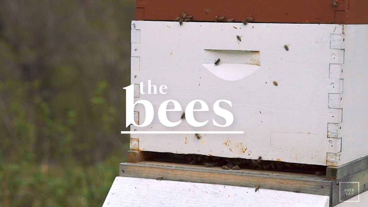 Plan Bee Farm Brewery: The Bees