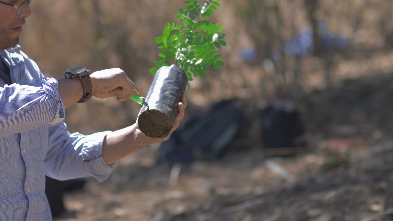 Cuidando mi tara. Tema 4: Plantación de la tara.