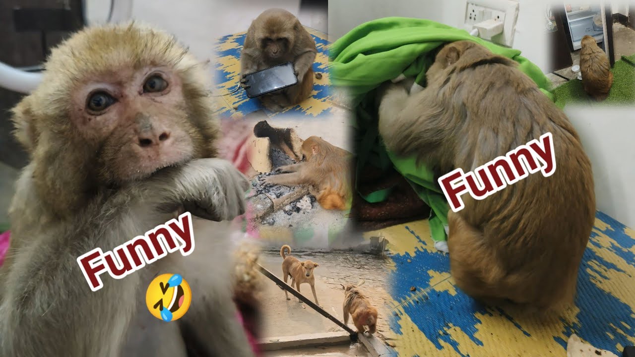 मंकी रानी फनी विडियो 🤣।। monkey rani Funny Activity @Queenrbl12345 