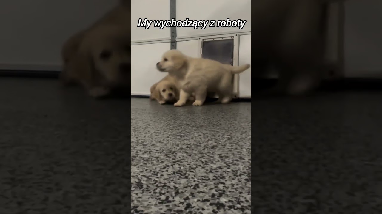 Wyjście z pracy #śmieszne #humor