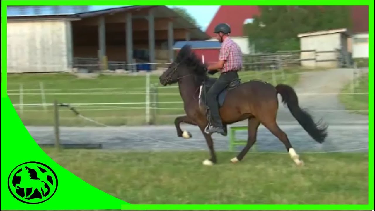 Anreiten eines Islandpferdes, 7/7, nach 14 Wochen