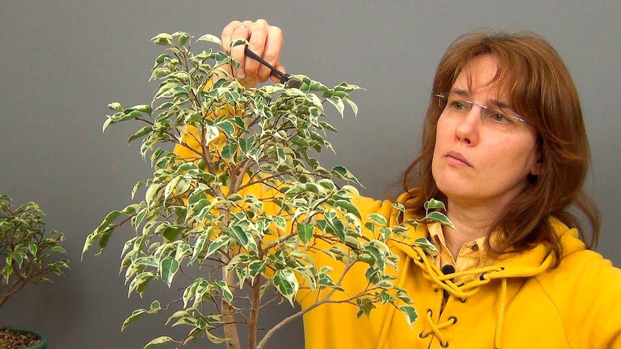 Формирование фикуса Бенджамина в свободном стиле (ч.4).