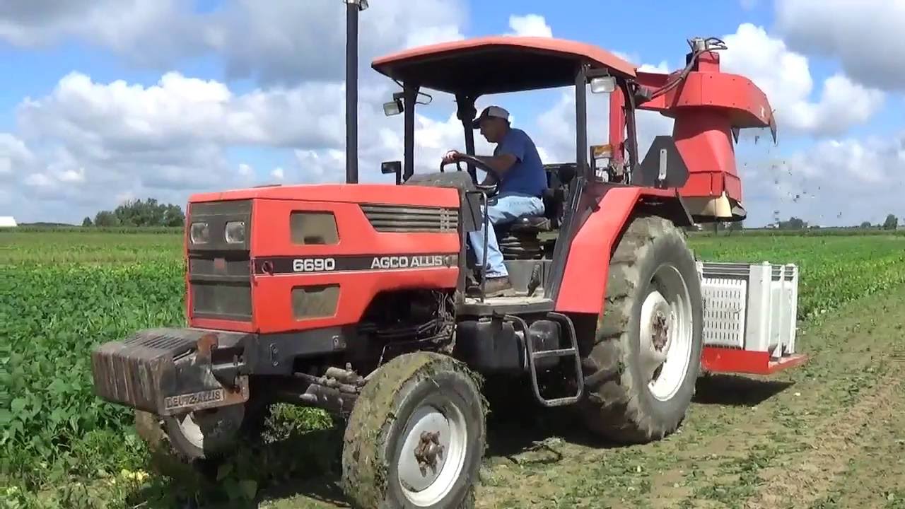 Green Bean Harvest -  Less Farms - Greenford Ohio