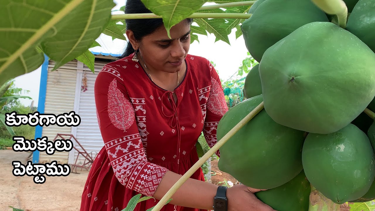 ఈ వారం అన్ని కూరగాయ మొక్కలు పెట్టాము||Farm updates|| B like Bindu