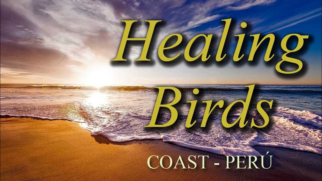 Peruvian Healing Birds - Peru Coast Birds