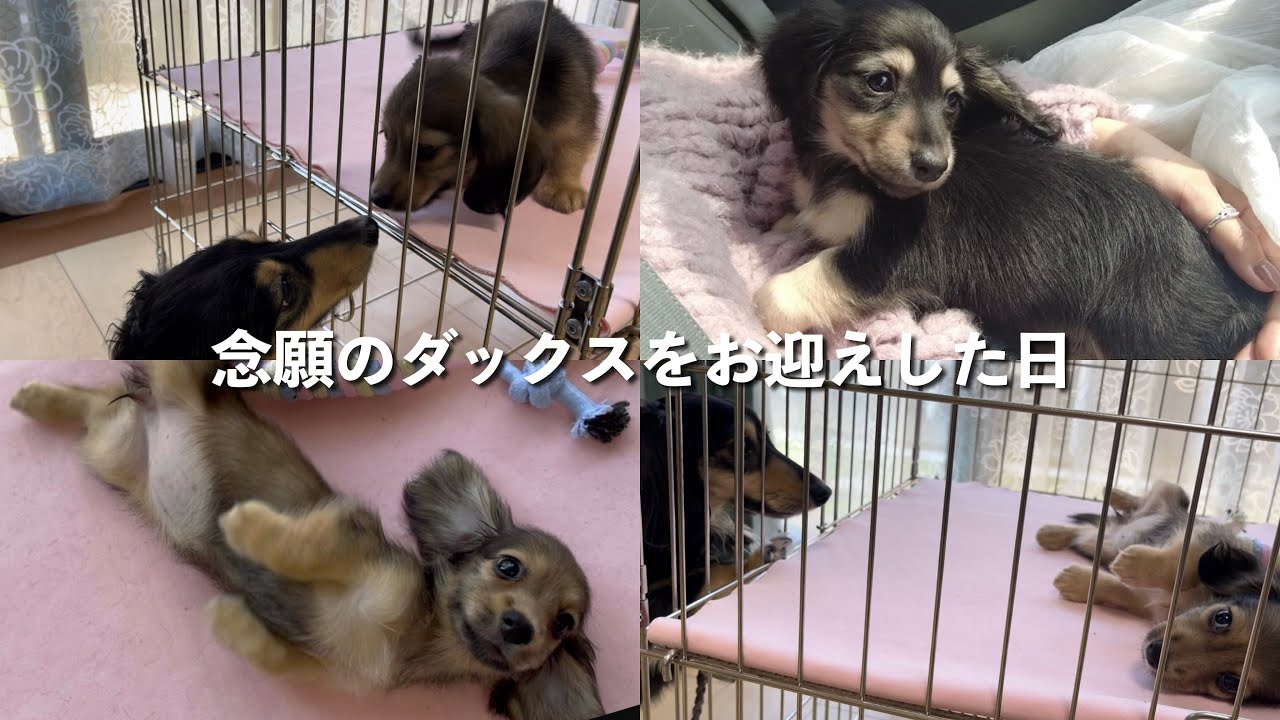 ダックスの子犬たちをお迎えした日を振り返って見たら、愛おしすぎてたまらなくなった…