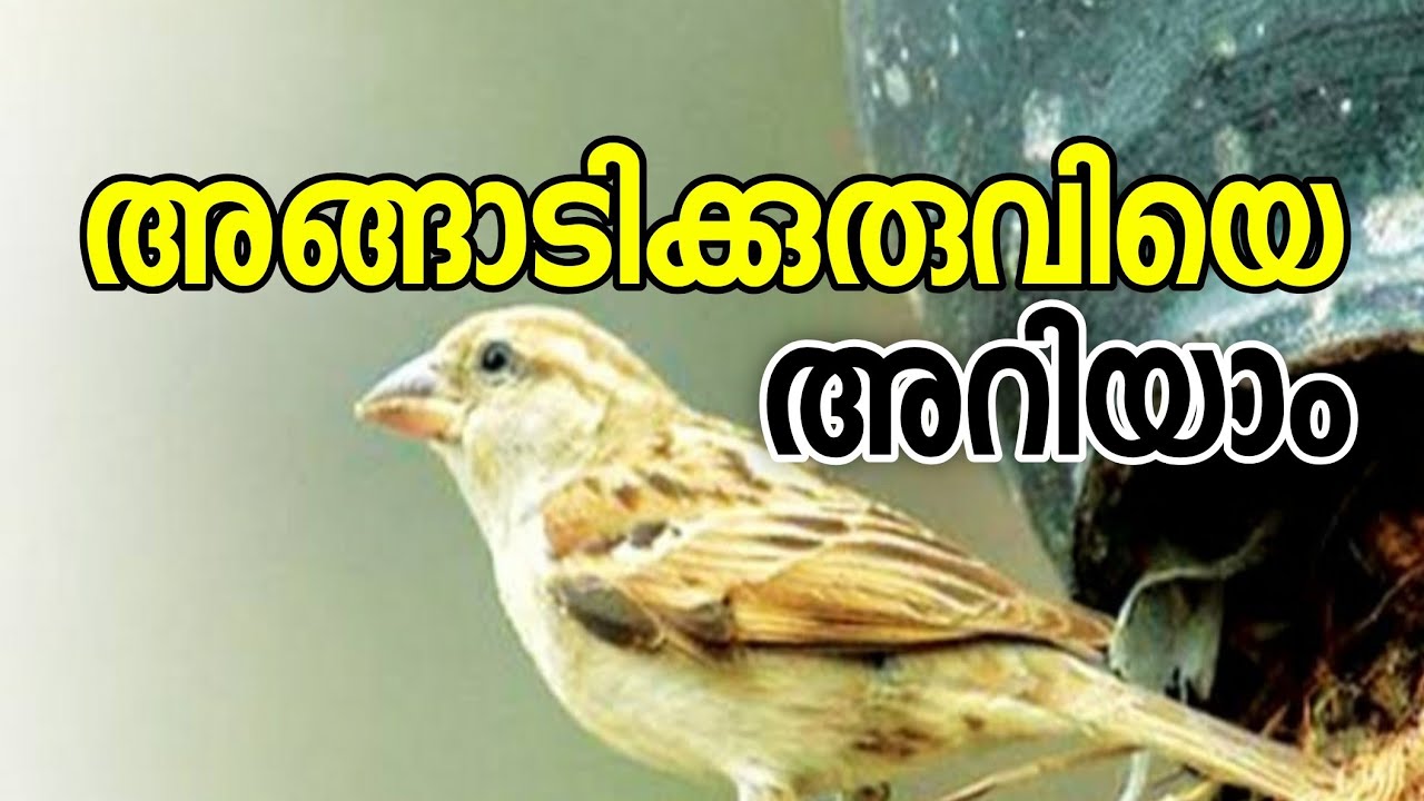 അങ്ങാടിക്കുരുവി House Sparrow
