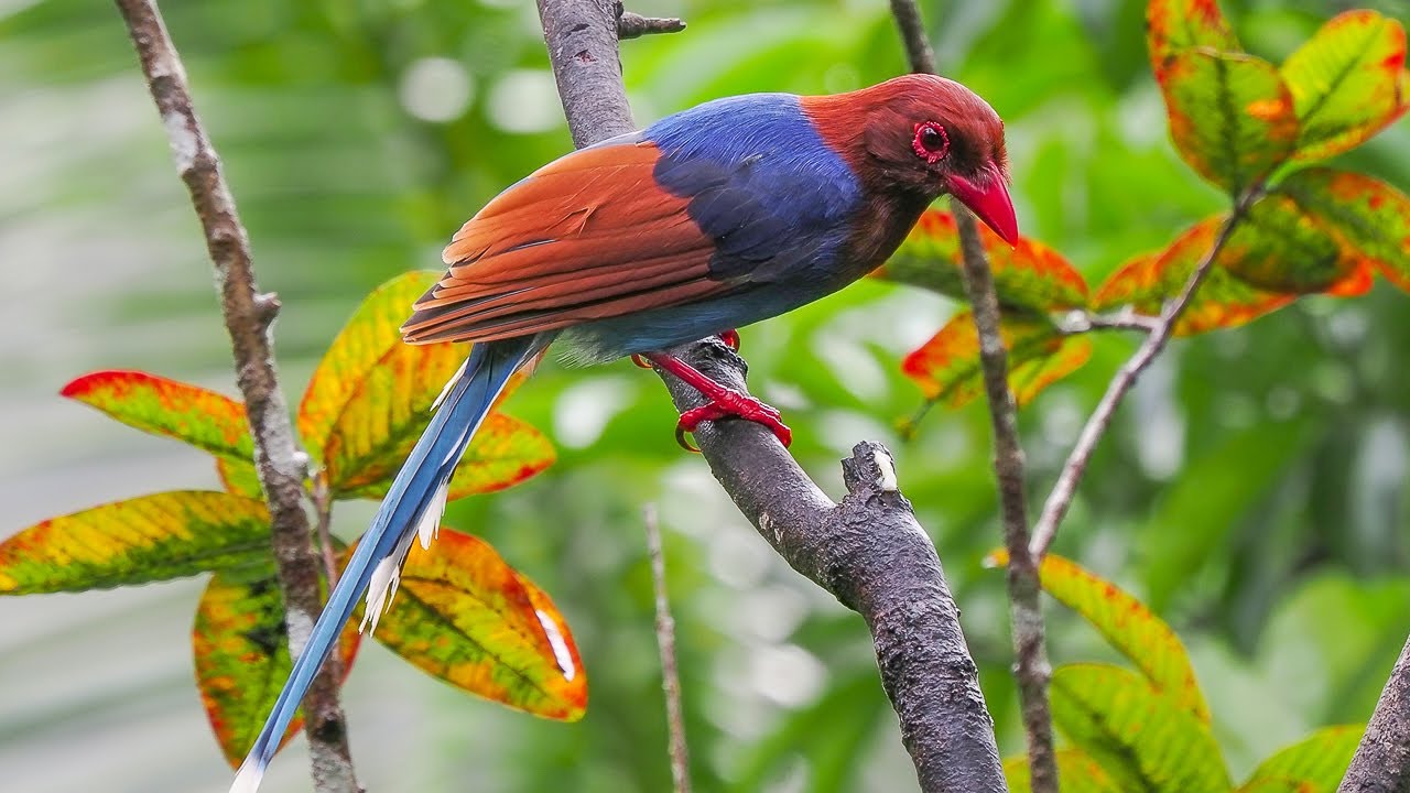 Birding Sri Lanka 2024 Part 6 Sinharaja Forest Reserve