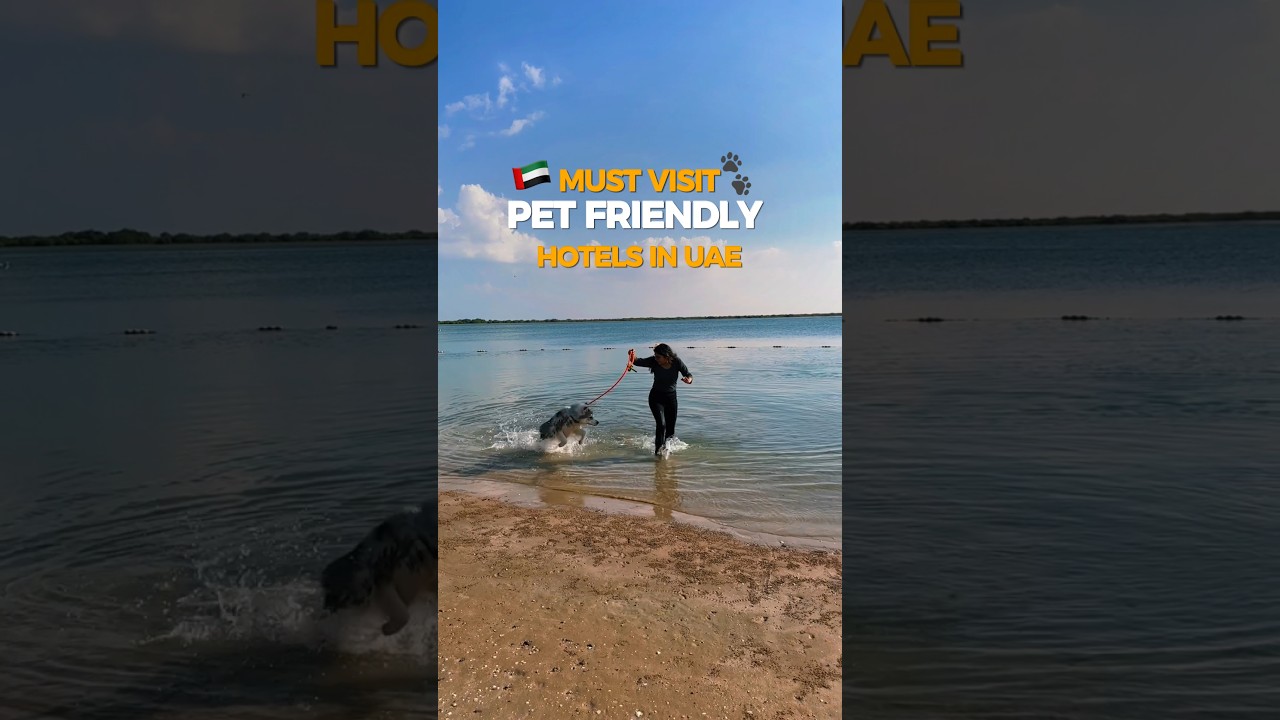 Petfriendly staycation in UAE🇦🇪 #dubai #hotel #pets #petlover #dubailife #dubaicity #youtubeshorts