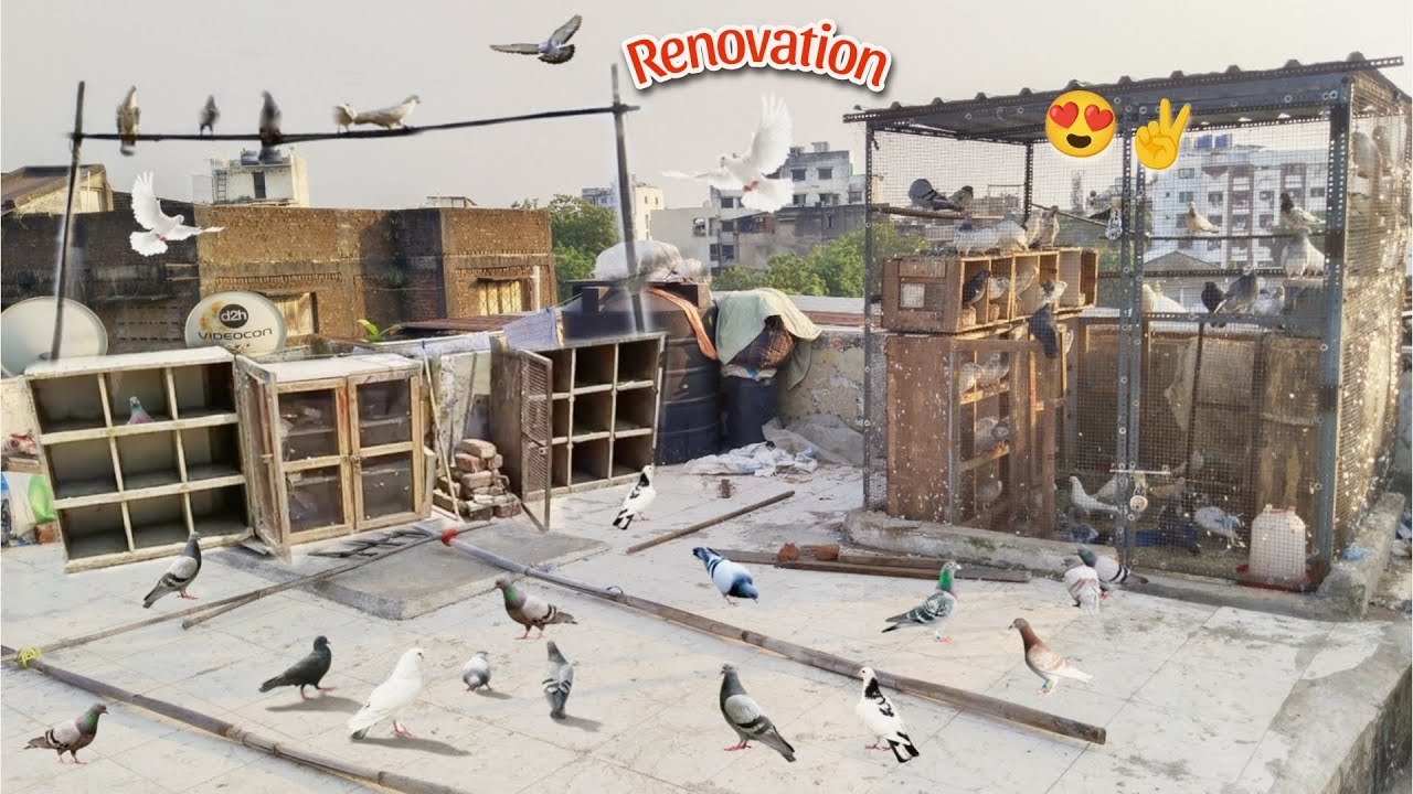 Kabutaro Ko Nya Ghar Mubarak😊✌️ || New Home For Pigeons❤️ || #kabutar #kabutarkivideo #kabutarkaghar