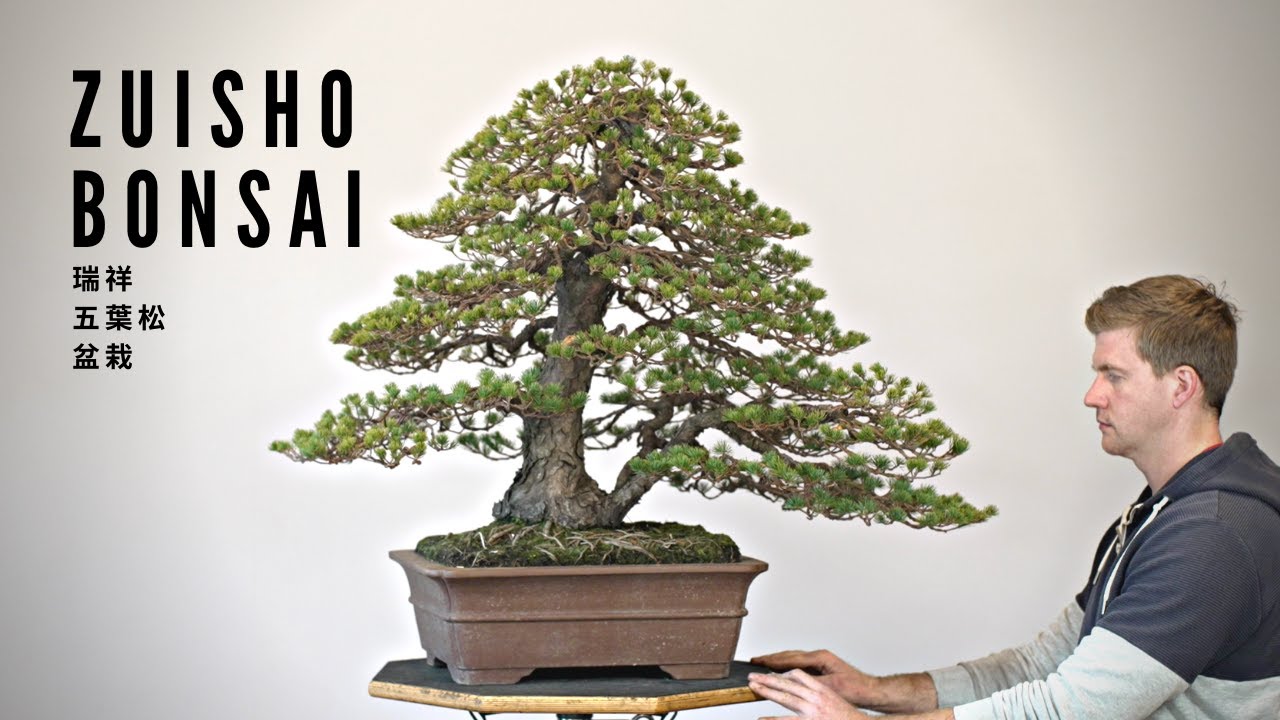 Quietly Styling a Zuisho White Pine Bonsai | 瑞祥五葉松盆栽