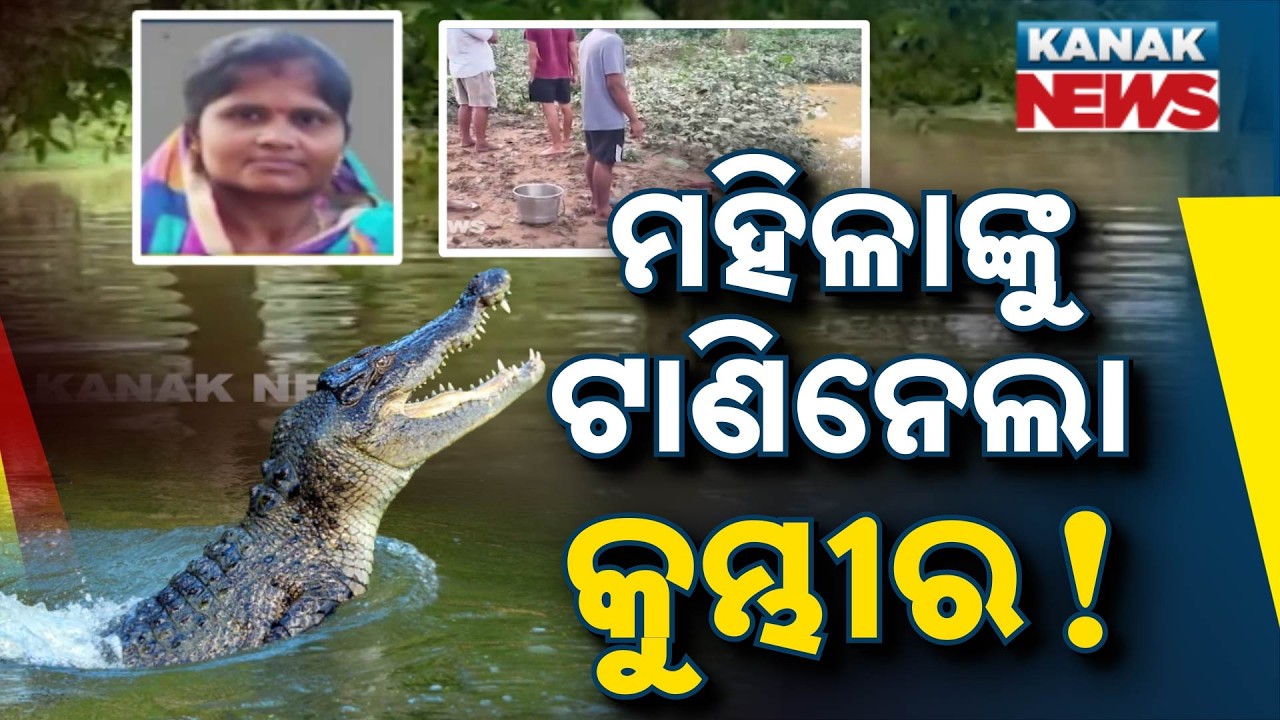 Crocodile Attack in Kendrapara | Woman Dragged into Brahmani River